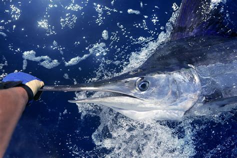 Marlin Fishing in Florida: The Complete Guide (Updated 2023)