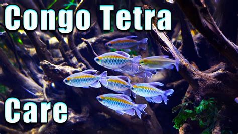 Why You NEED The Congo Tetra! Care and Breeding - YouTube