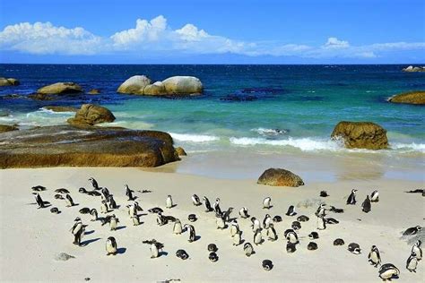 Boulders Beach: A Guide For Those Travelling To South Africa