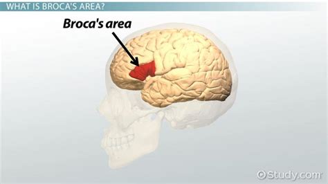 Broca's Area | Overview, Location & Function - Video & Lesson ...