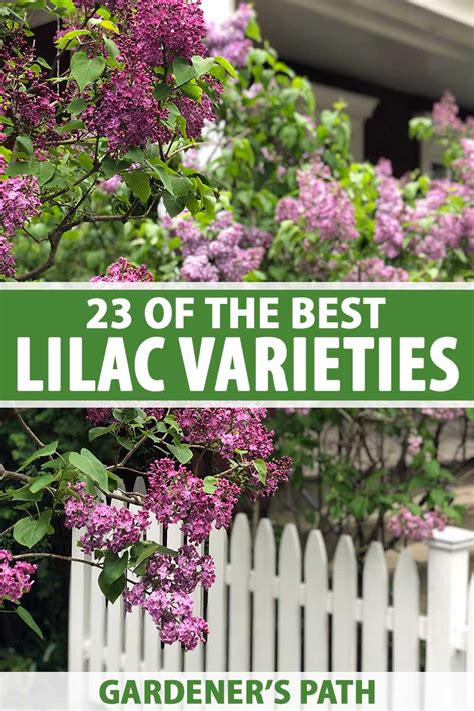 23 of the Best Lilac Varieties | Gardener’s Path