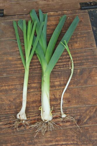 Mudflower: Comparing Perennial Leeks with Regular Leeks