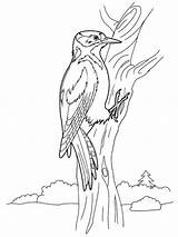 Woodpecker coloring pages sketch template