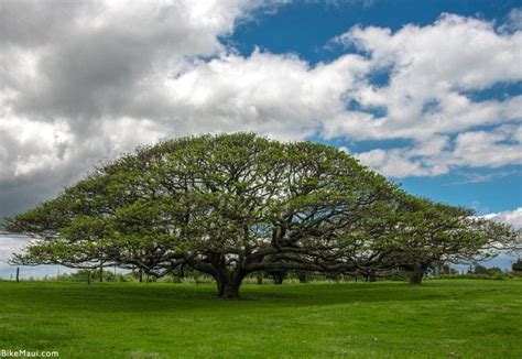 native hawaiian canopy trees - Legendary History Picture Archive