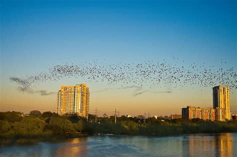 All About the Journey: The Bats of Austin