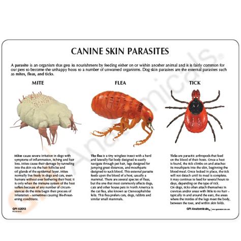 Canine Skin Parasites Anatomical Model - Mite Flea Tick