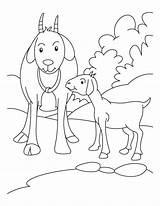 Boer Goat Coloring Pages At GetColoringscom  Free Printable Colorings sketch template
