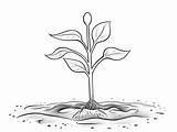 Sprout Coloring Page  sketch template