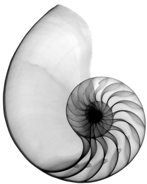 Nautilus Shell Drawing | Free download on ClipArtMag