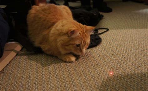 Are laser pointers good toys for cats? - Lotto the Cat