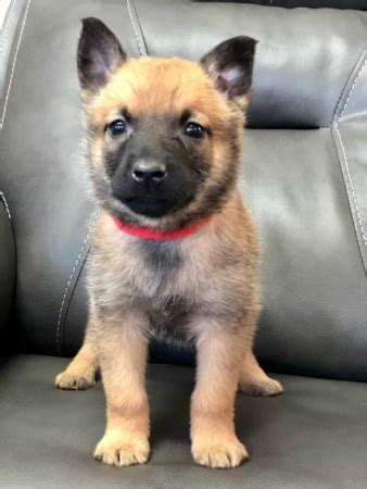 Belgian Malinois Puppies | Integrity K9 Services