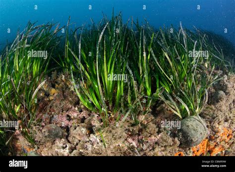 Seagrass Meadows, Posidonia oceanica, Ischia, Mediterranean Sea Stock Photo: 41639301 - Alamy