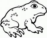 Free Printable Toad Coloring Pages For Kids sketch template