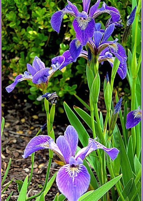 Japanese Irises by Mindy Newman in 2020 | Japanese iris, Iris flowers ...