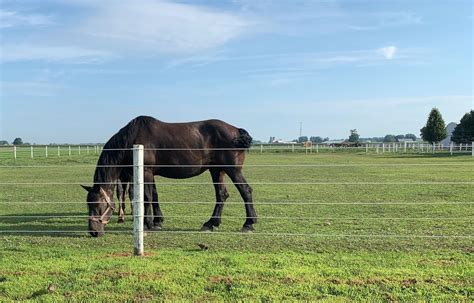 Amish Horses: Amish Horses Tour (Part 2)