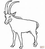 Sable Antelope coloring Page  Free Printable Coloring Pages sketch template