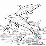 Dolphin Coloring Pages  Free & Printable sketch template