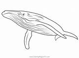 Blue Whale Coloring Pages Printable sketch template
