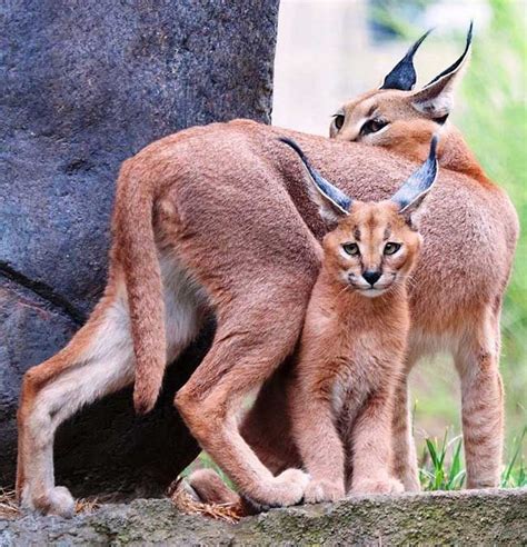 Baby Caracal | *UNIQUE & UNUSUAL/ RARE & EXOTIC: ANIMALS,BIRDS,REPTIL…