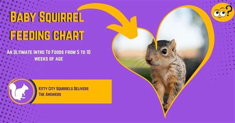 Baby Squirrel Feeding Chart - An Ultimate Intro To Foods