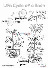 Plant Stages Coloring Pages sketch template