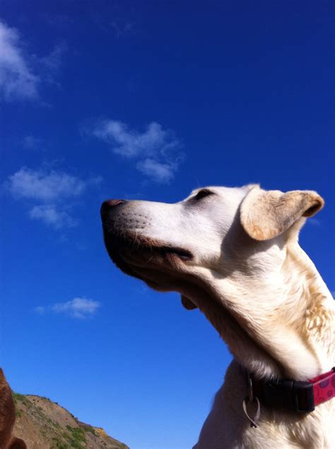 White Labrador Retriever, blue sky | A | Pinterest | White labrador, Labrador retriever and Labrador
