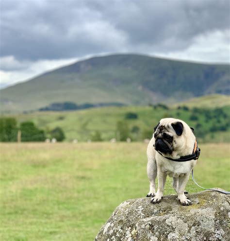 Pug adventures are the best adventures! : r/pugs