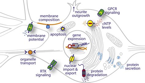 Optogenetic Tools for Subcellular Applications in Neuroscience: Neuron