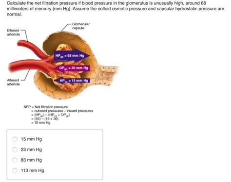 Solved Calculate the net filtration pressure if blood | Chegg.com