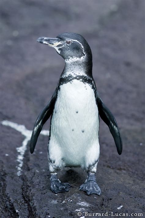 Galapagos Penguin - Burrard-Lucas Photography