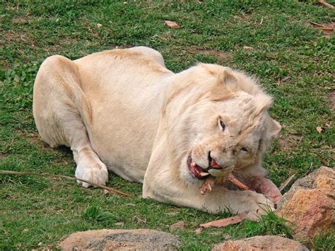 White lion - Wikipedia