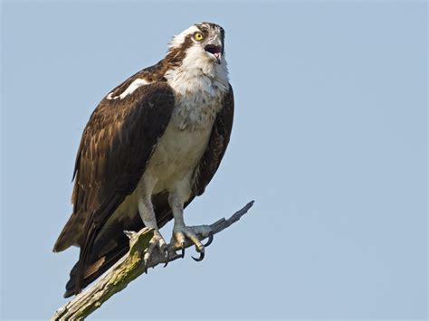 Learn to Identify Ospreys by Their Markings and Behaviors | Cooper's hawk, Osprey bird, Common birds