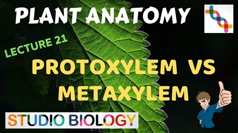 Plant Anatomy 21 - Protoxylem vs Metaxylem - YouTube