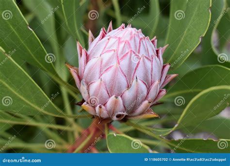 Colorful Pink King Protea in the Botanical Garden in Cape Town in South Africa â€“ the National ...