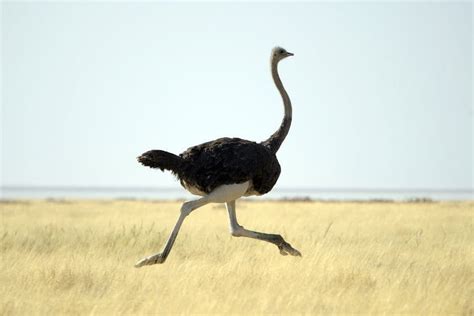 How Fast Can An Ostrich Run? Discover the Science Here!