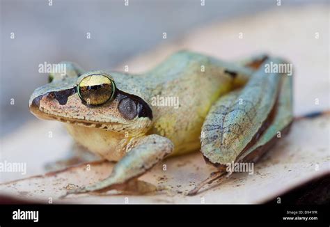 Frog sitting on leaf Stock Photo - Alamy