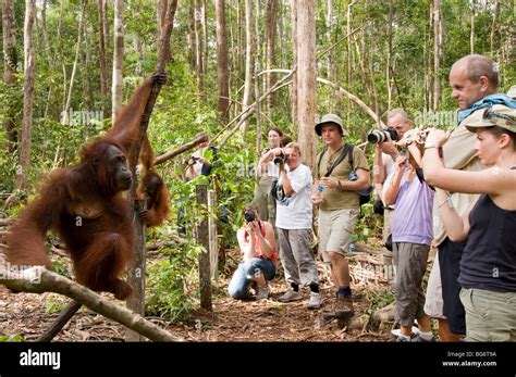 People photographing orangutans in Tanjung Puting national park, Borneo Stock Photo - Alamy