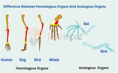 Difference Between Homologous Organs And Analogous Organs