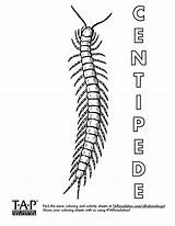 Millipede Coloring Pages sketch template