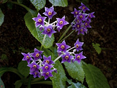 FROM THE GARDEN OF ZEN: Iwa-tabako (Conandron ramondioides) flowers: Tokei-ji