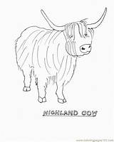 Scottish Highland Cattle Coloring Page Free Printable sketch template