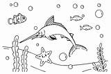 Marlin To Color Coloring Page  Free Printable Pages sketch template