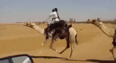 Hump Day Camel Gif - IceGif