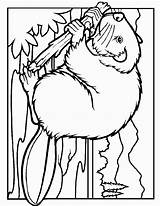 Beaver Coloring Pages sketch template