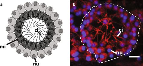 Anatomy of a choanocyte chamber in A. queenslandica. a A schematic ...