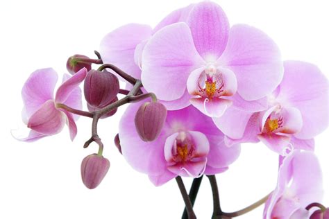 Orchid Flower Wallpapers - Wallpaper Cave