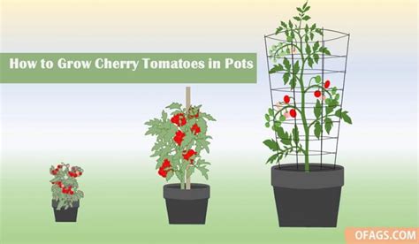 14 Tips for Growing Cherry Tomatoes in Pots: Bush or Vine