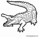 Realistic Alligator Coloring Page  Free Printable Pages sketch template