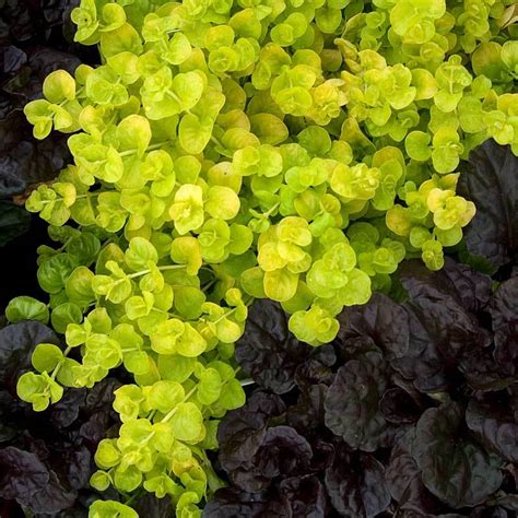 Yellow Creeping Jenny – Great Garden Plants