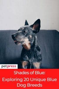 Shades of Blue: Exploring 20 Unique Blue Dog Breeds